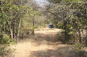 Jungle View Resort Sawai Madhopur Exteriör bild
